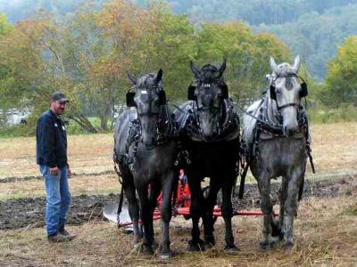 Farm Profit Helped by Return to Horse-drawn Plows and 